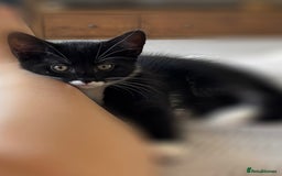 Domestic Shorthair cats for sale: Two adorable brothers looking for a loving home - Image 7