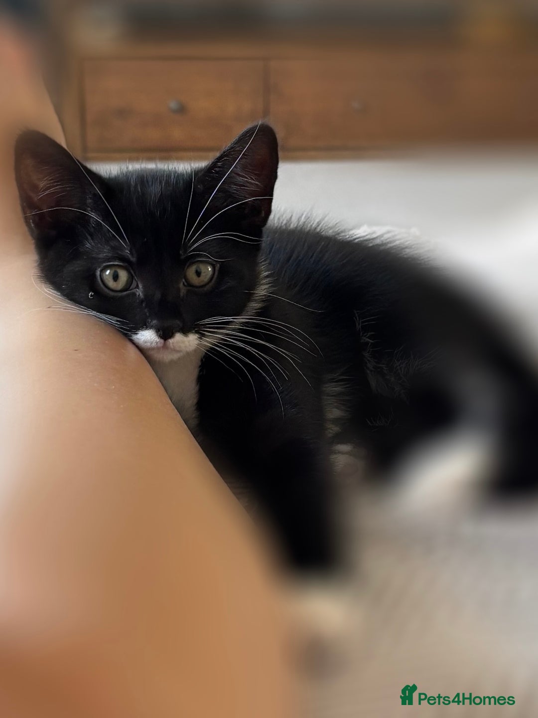 Domestic Shorthair cats for sale: Two adorable brothers looking for a loving home - Image 7