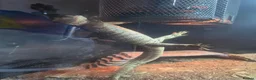 Monitor reptiles for sale: Bosc Monitor - Advert 3