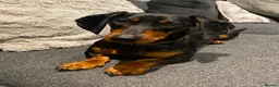 Dachshund dogs for sale: Dog to rehome - Advert 19