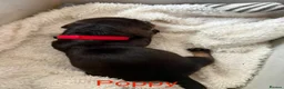 Dachshund dogs for sale: Lovely bunch of Standard Dachshund puppies💐 in Newtown - Advert 24