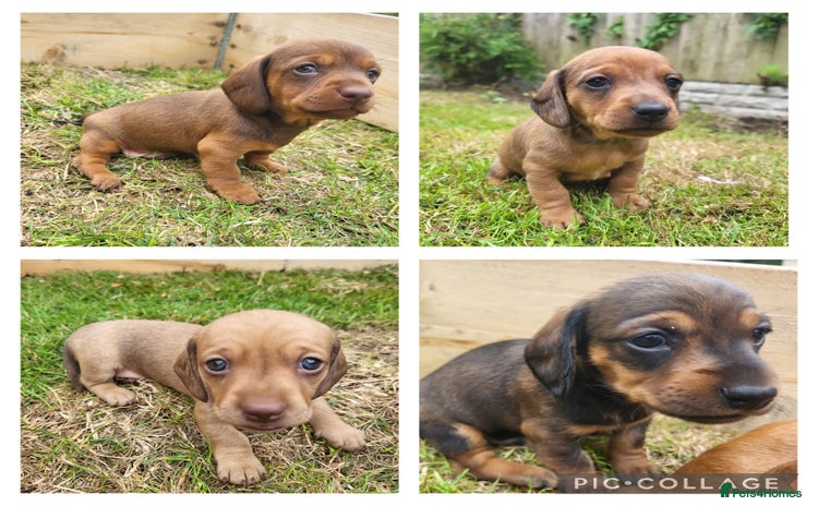 Miniature Dachshund dogs - Advert 16