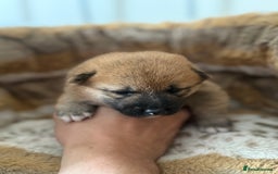 Japanese Shiba Inu dogs for sale: 🧡🦊 Beautiful K.C Shiba Inu Puppies Ready Soon - Image 11