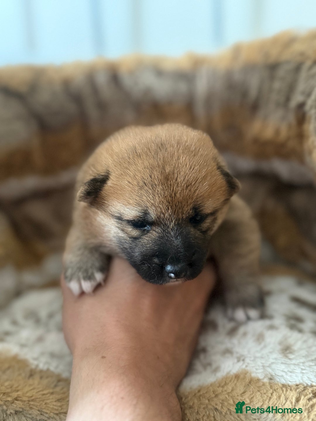 Japanese Shiba Inu dogs for sale: 🧡🦊 Beautiful K.C Shiba Inu Puppies Ready Soon - Image 11