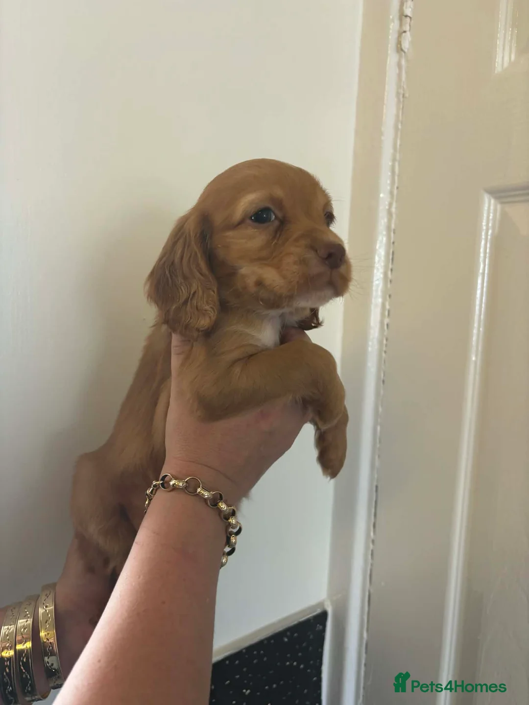 Cocker Spaniel dogs for sale: Cocker spaniel pupies - Advert 19