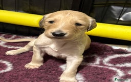 Saluki dogs for sale: Beautiful Saluki (new updated photos)  - Image 41