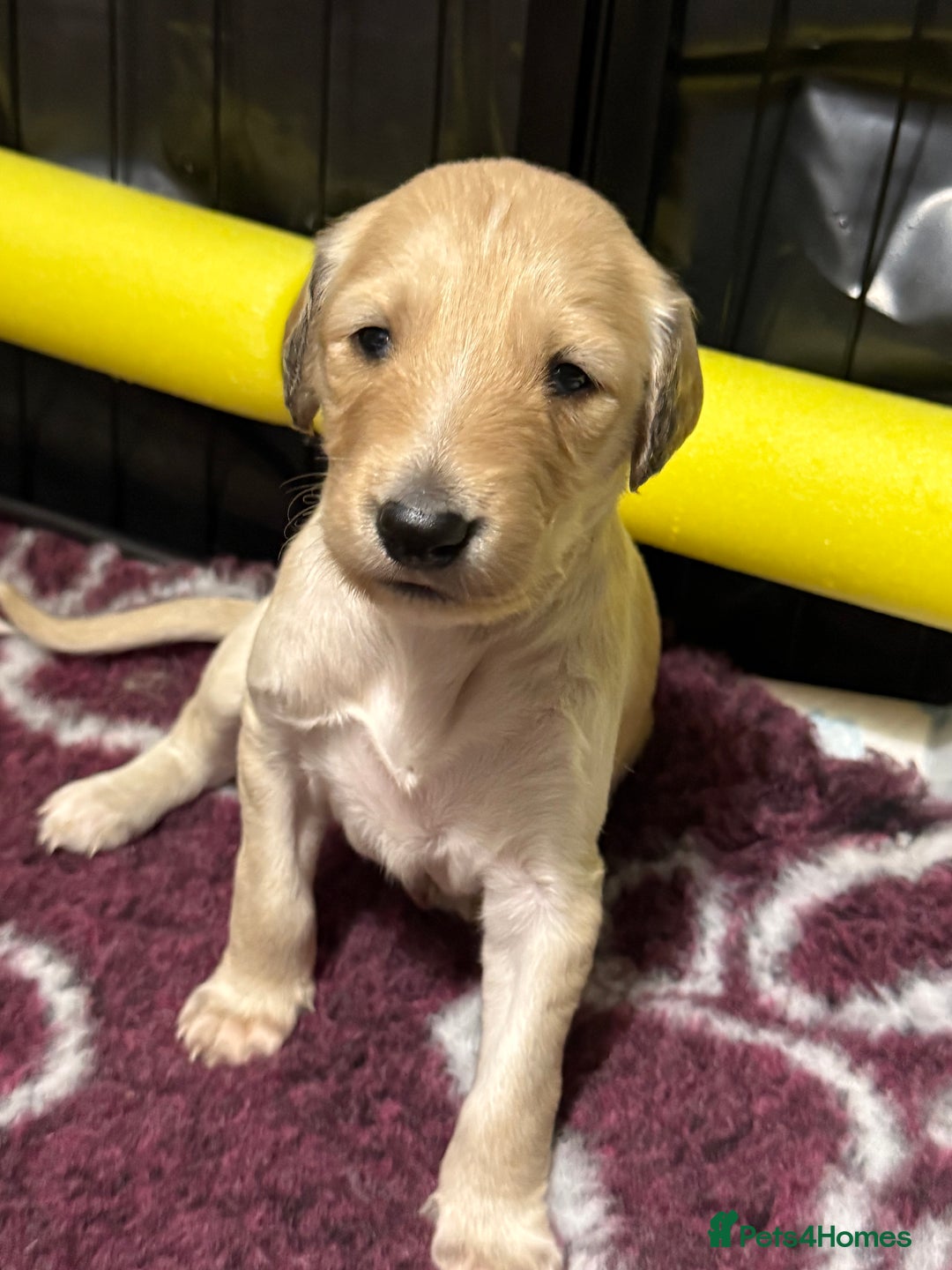 Saluki dogs for sale: Beautiful Saluki (new updated photos)  - Image 41