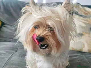 Yorkshire Terrier dogs Pedigree Yorkshire Terrier Puppies for Sale - Advert 2