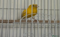 Canaries birds for sale: Yellow canary male and female  - Image 4