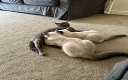 British Shorthair cats for sale: BRITISH SHORTHAIR (Female)  - Image 6