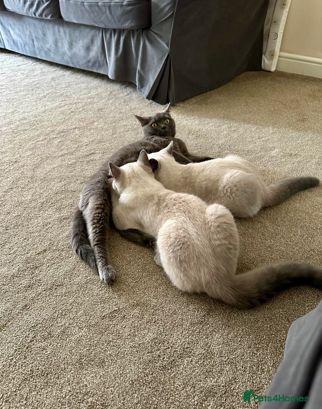 British Shorthair cats for sale: BRITISH SHORTHAIR (Female)  - Image 6