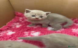 British Shorthair cats for sale: GCCF registered lilac kittens  - Image 14