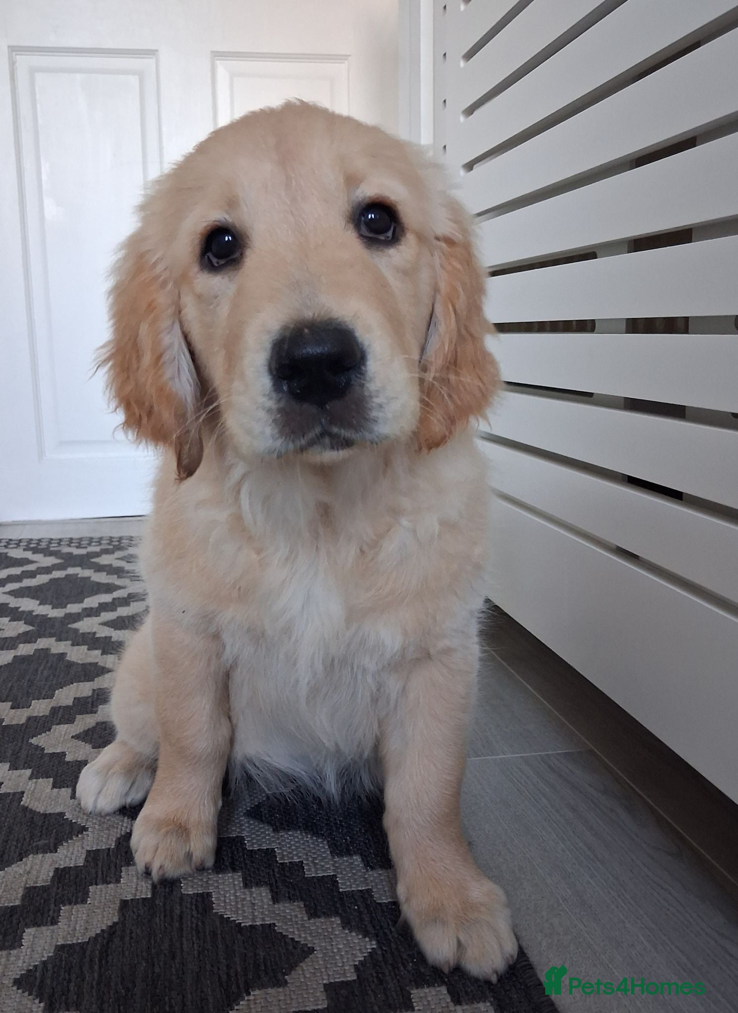 Golden Retriever dogs 1 KC girl ready for a new home! - Advert 13