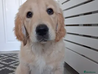 Golden Retriever dogs 1 KC girl ready for a new home! - Advert 13