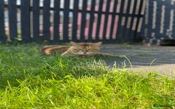 Bengal cats for stud: Gorgeous Bengal for stud in Glasgow - Image 7
