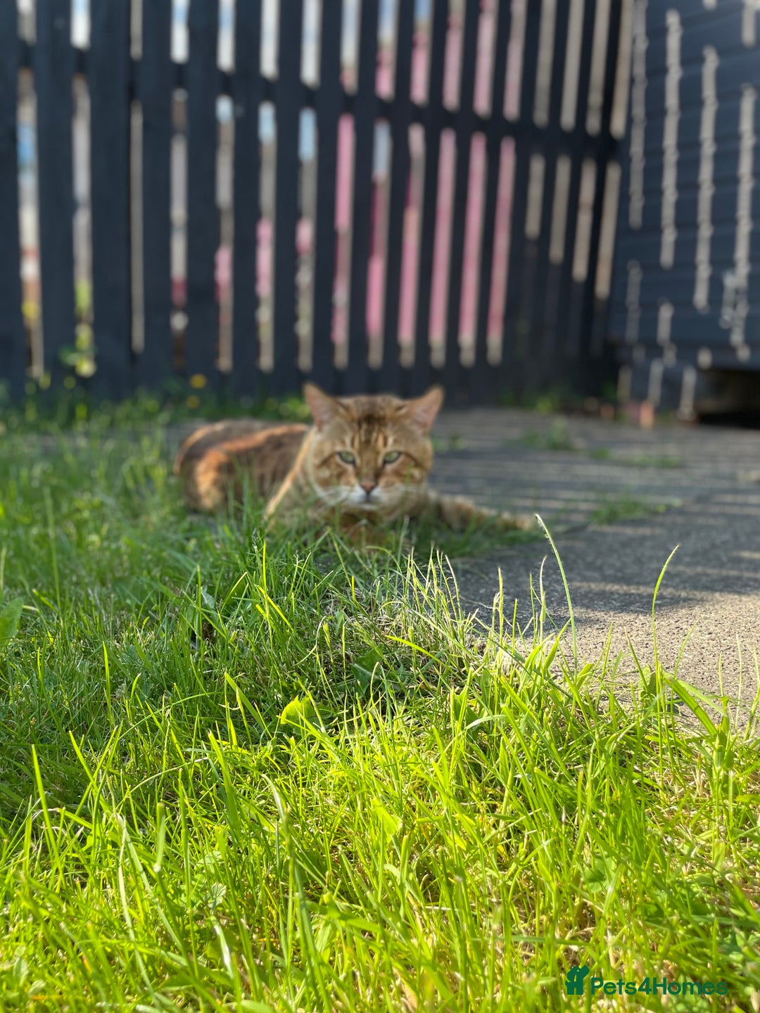 Bengal cats for stud: Gorgeous Bengal for stud in Glasgow - Image 7