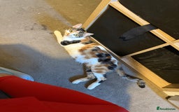 Norwegian Forest Cat cats for sale: Ready now  - Advert 2