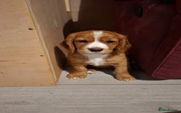 Cocker Spaniel dogs for stud: For stud - Image 6