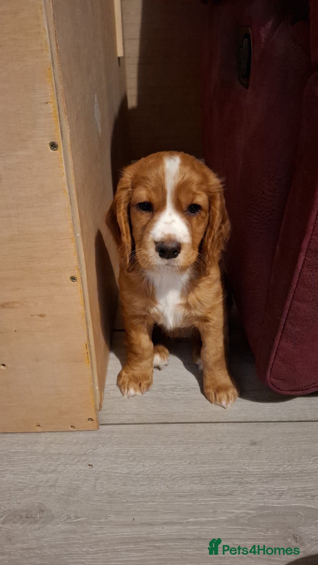 Cocker Spaniel dogs for stud: For stud - Image 6