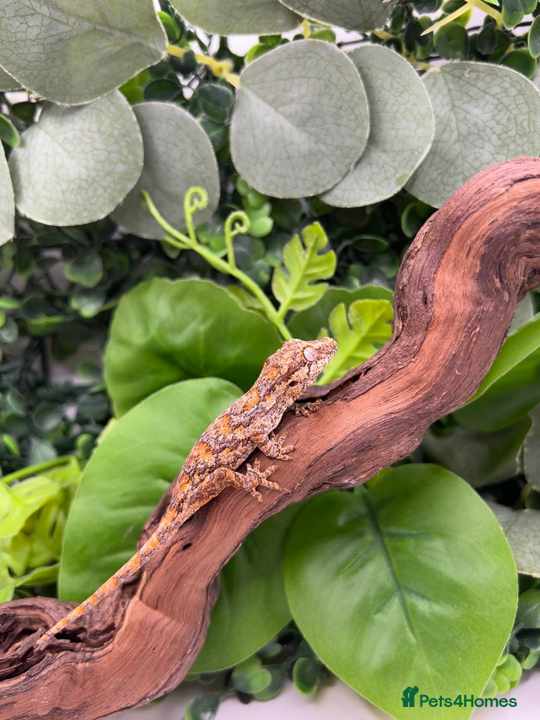 Gecko reptiles for sale: High red gargoyle gecko babies - Image 4