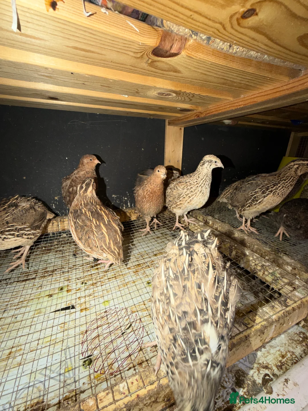 Hens poultry for sale: Quail Aseel Hens  - Advert 1