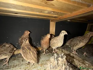 Hens poultry Quail Aseel Hens - Advert 3