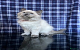 Ragdoll cats for sale: FIFe Registered Ragdoll Kittens Champion Line  - Image 13