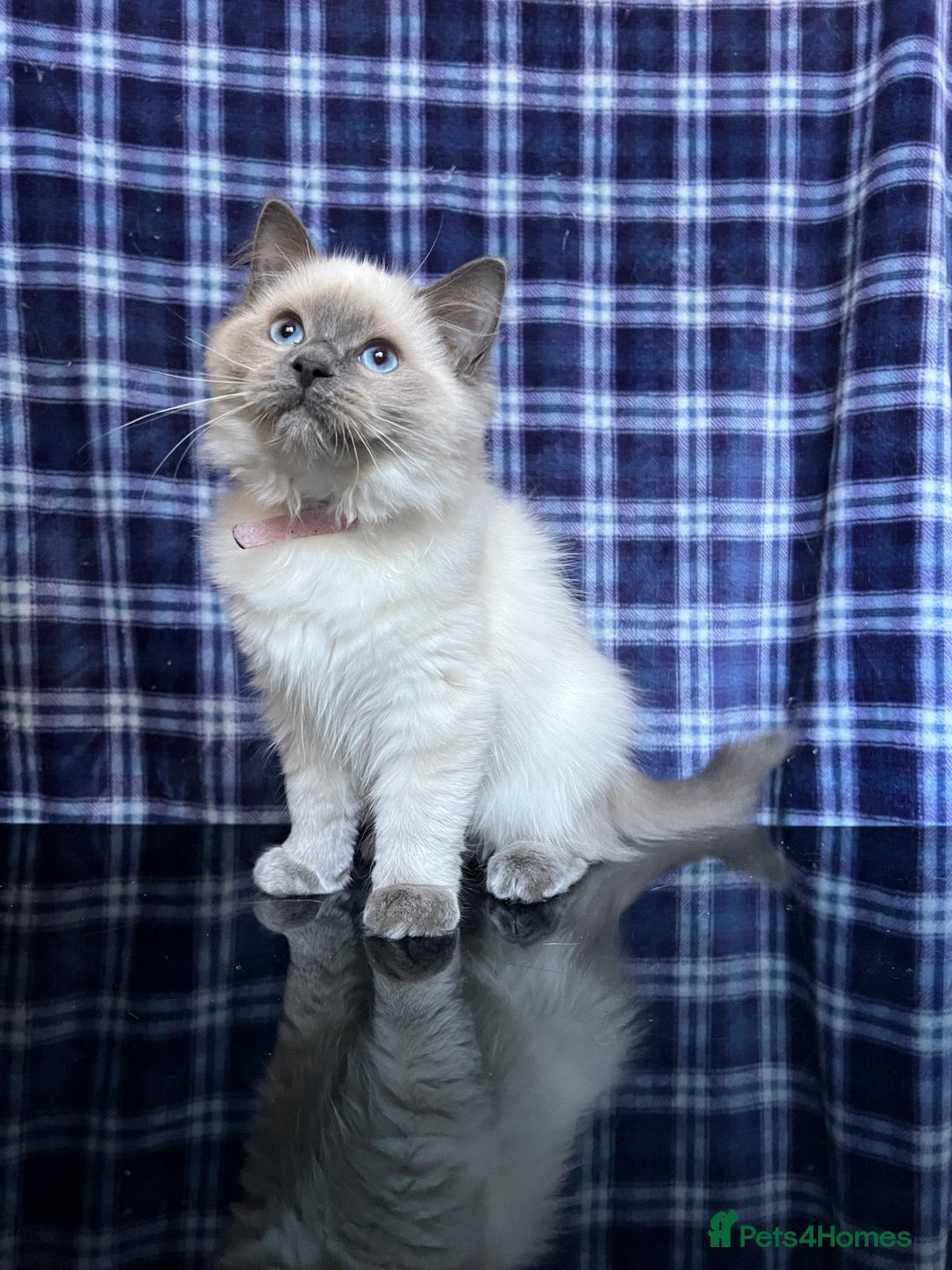 Ragdoll cats for sale: FIFe Registered Ragdoll Kittens Champion Line  - Image 13