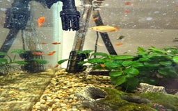 Swordtails fish for sale: Red velvet swordtails - Image 2