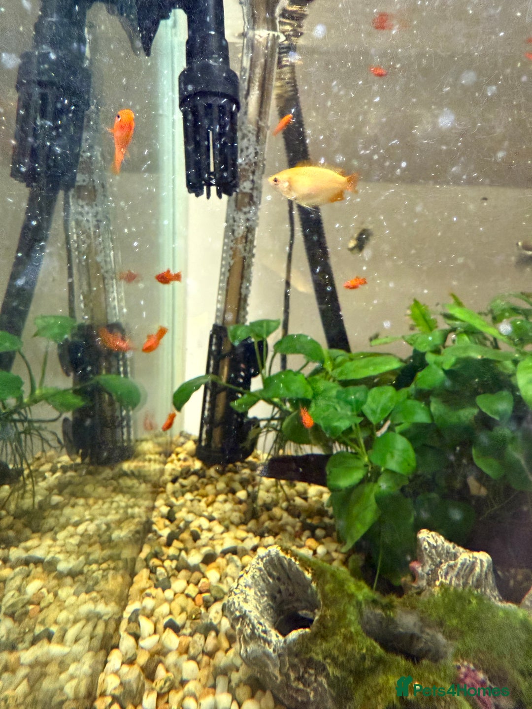 Swordtails fish for sale: Red velvet swordtails - Image 2