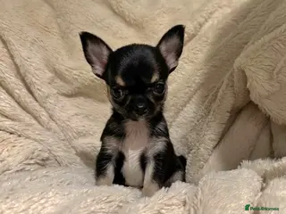 Chihuahua dogs Chihuahua Puppies 💜 - Advert 4