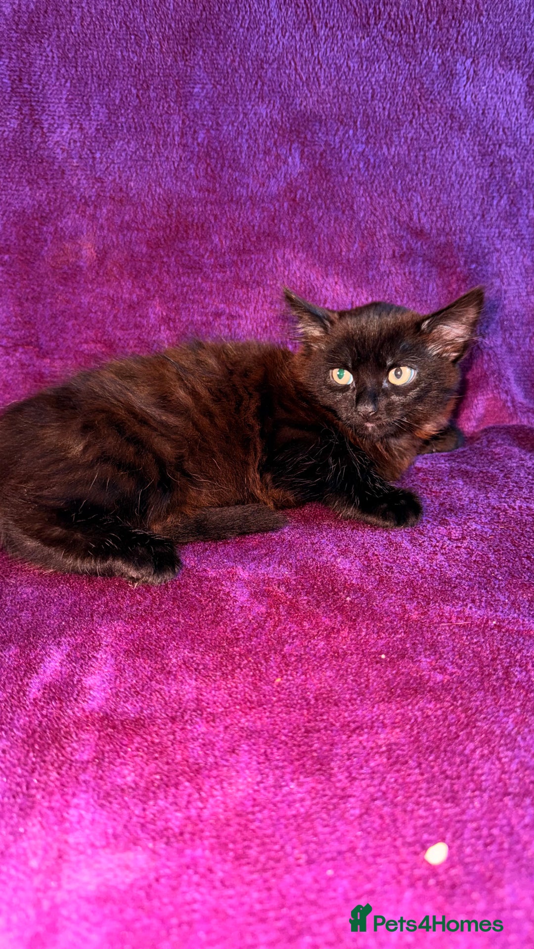 Mixed Breed cats for sale: Kitten boy - Advert 3