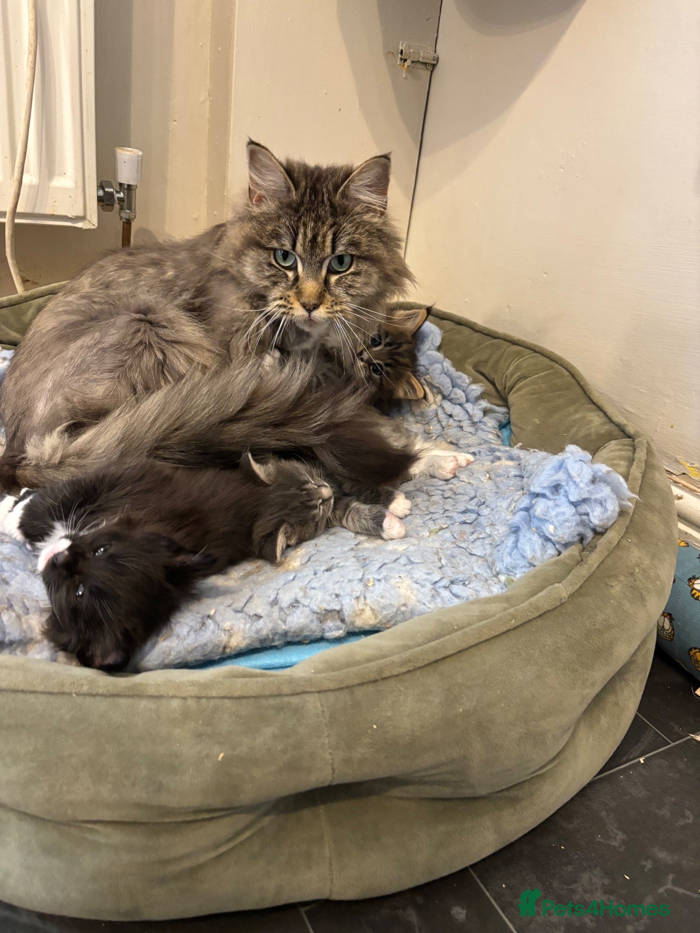 Maine Coon cats Beautiful polydactyl Maine coon kittens  - Advert 2