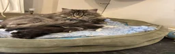 Maine Coon cats for sale: Beautiful polydactyl Maine coon kittens  - Advert 2