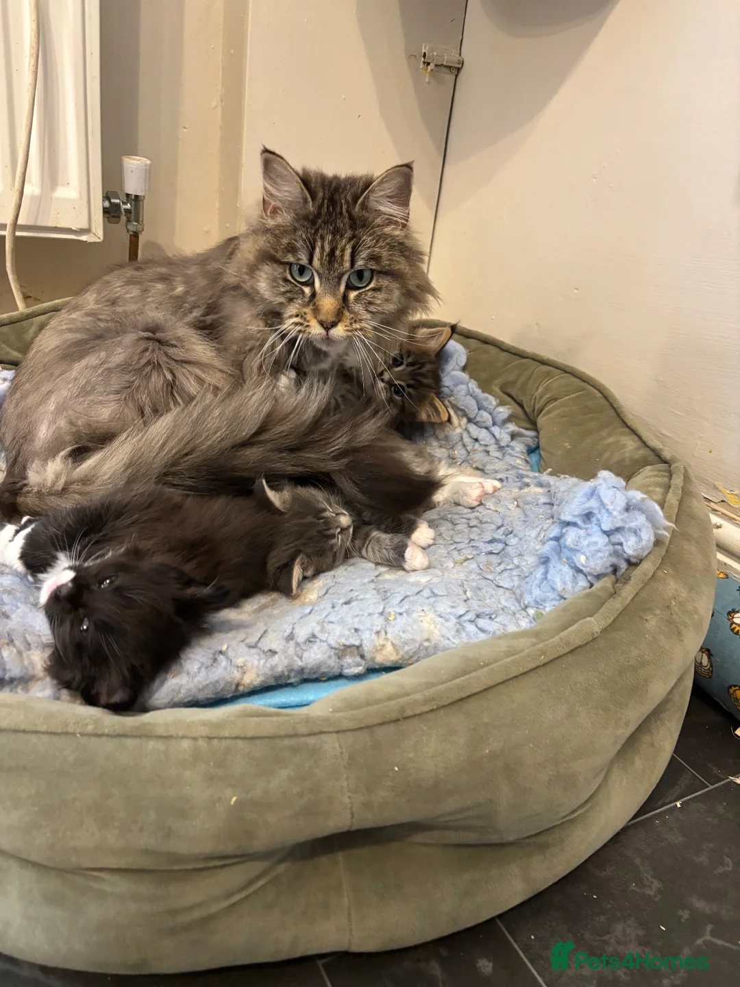 Maine Coon cats for sale: Beautiful polydactyl Maine coon kittens  - Advert 2
