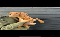 Hungarian Vizsla dogs for sale: Hungarian Vizsla puppies - Image 9
