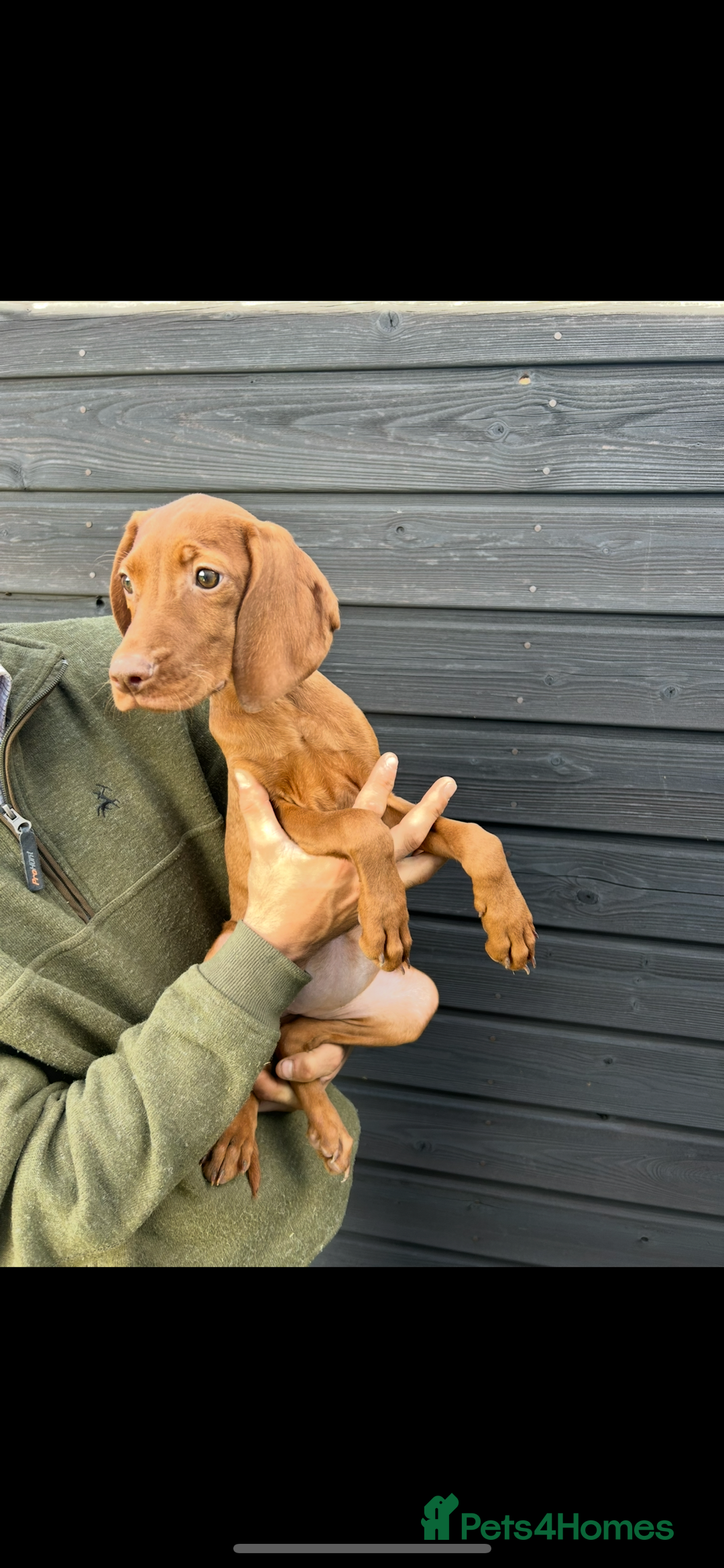 Hungarian Vizsla dogs for sale: Hungarian Vizsla puppies - Image 9