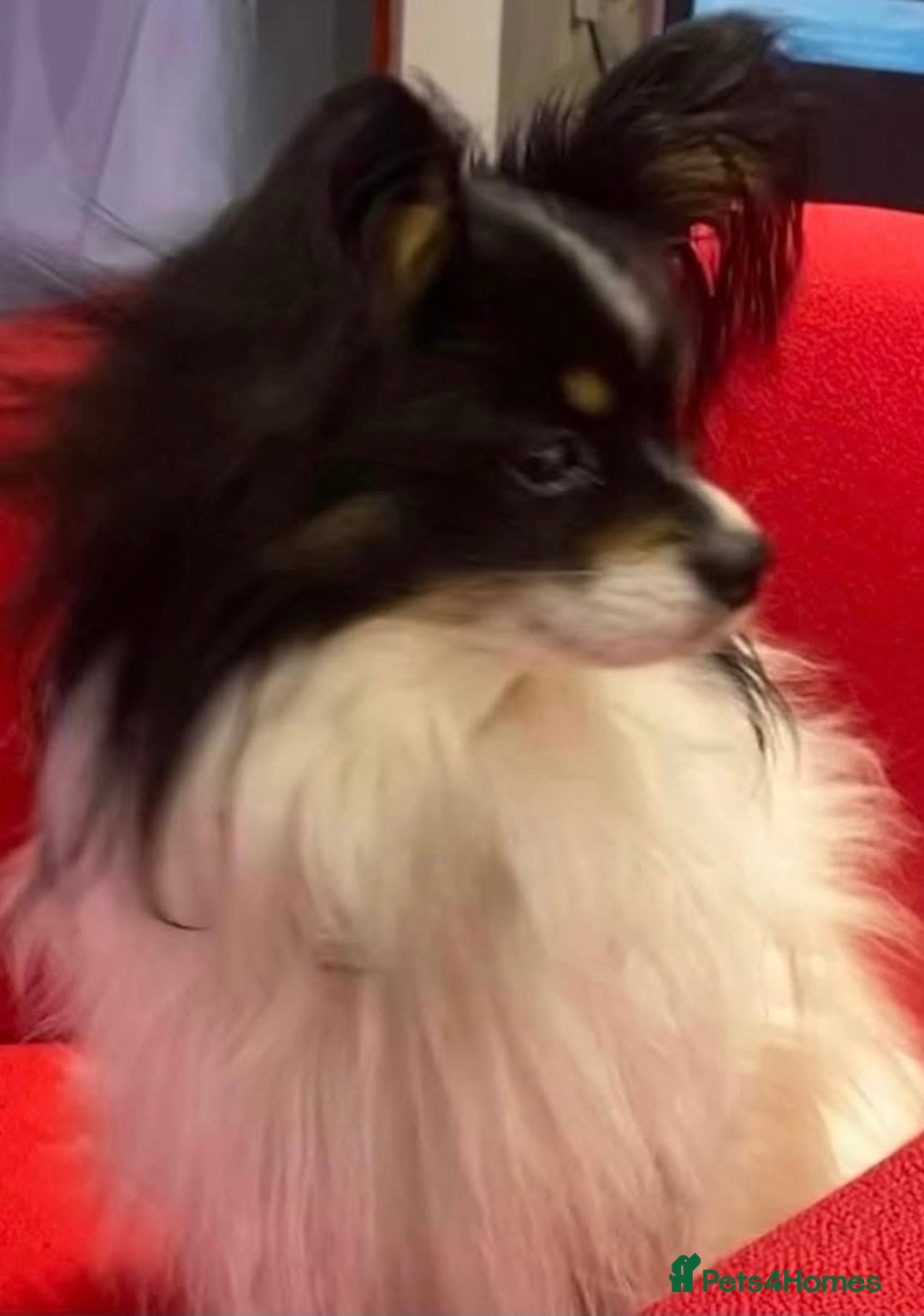 Mixed Breed dogs for sale: Beautiful 8 week old Chug x Papillion Boy & Girl  - Image 5