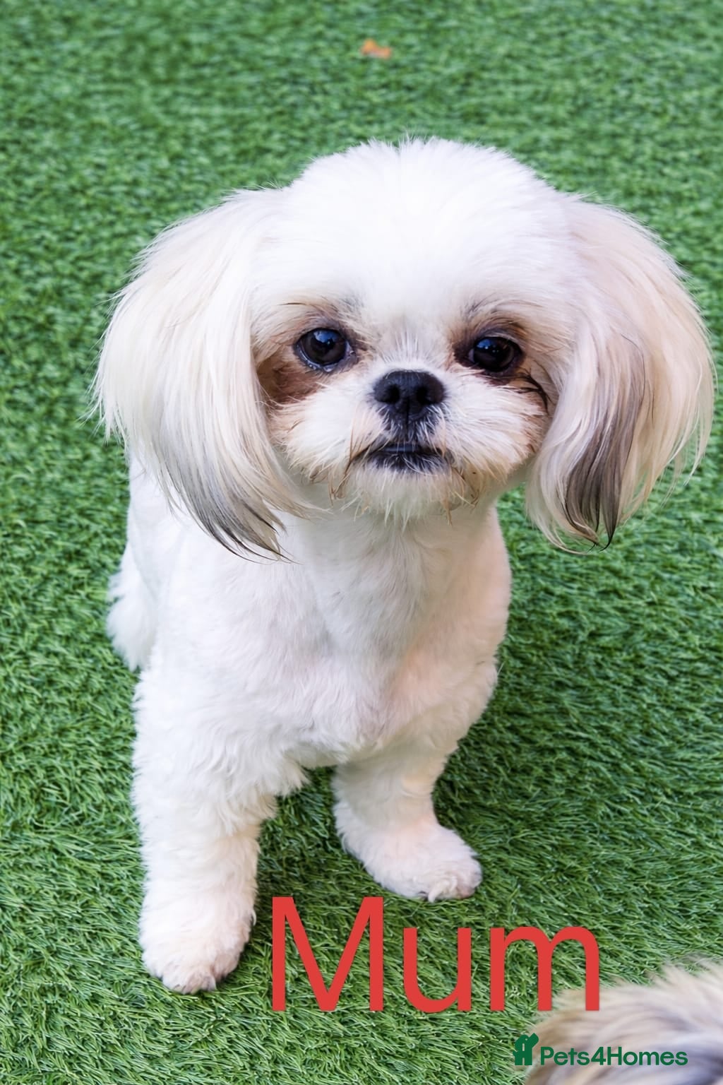 Shih Tzu dogs ❤️🐶Stunning Shih Tzu puppies - Advert 2