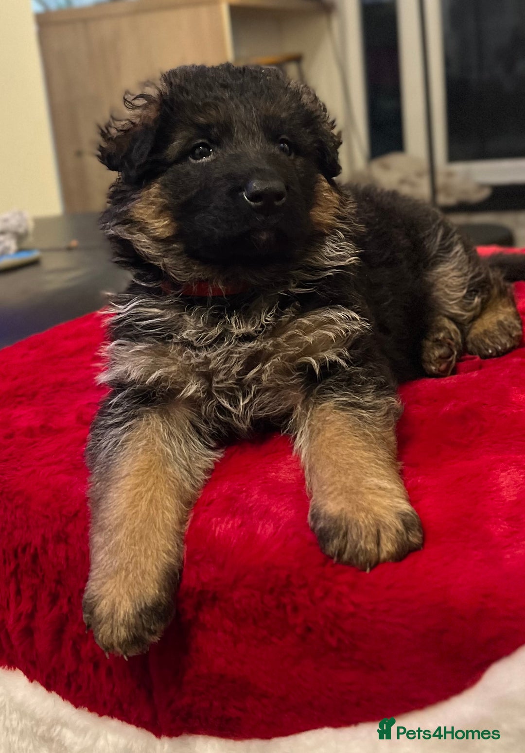 German Shepherd dogs for sale: Outstanding long haired Gsd pups  for sale  - Advert 13