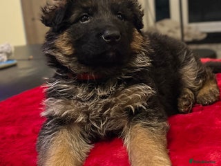 German Shepherd dogs Outstanding long haired Gsd pups for sale - Advert 6