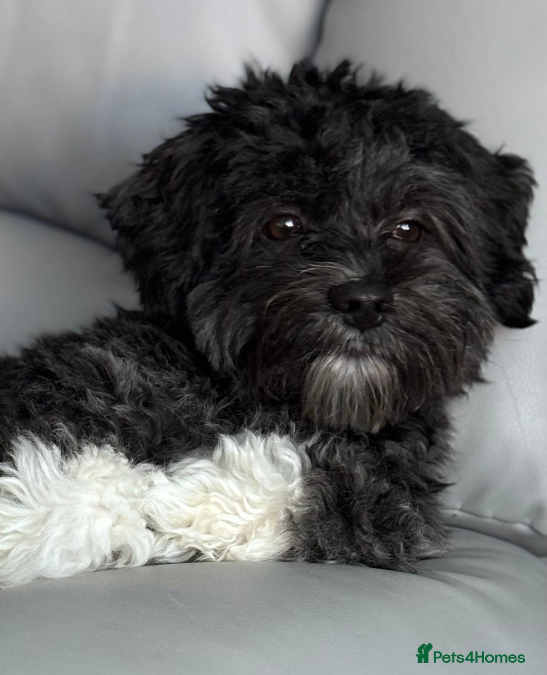 Mixed Breed dogs for sale: Bichon x havanese male 1 year old - Advert 3