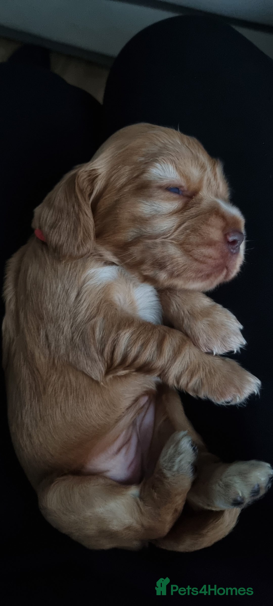 Cocker Spaniel dogs for sale: Charming English Show Cocker Spaniel Puppies  - Advert 33