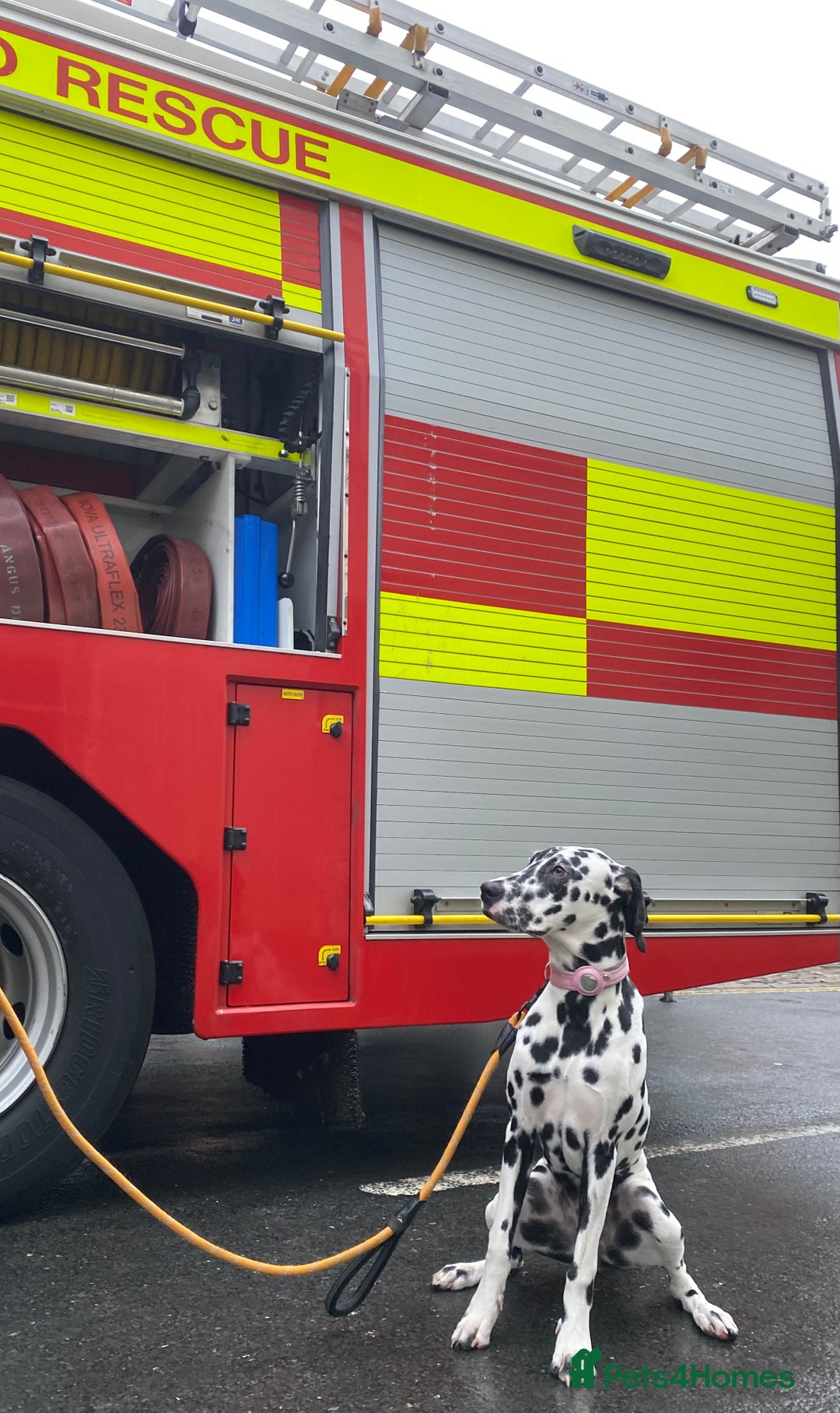 Dalmatian dogs for stud: Looking for Dalmatian stud! - Image 6