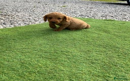 Labradoodle dogs for sale: Labradoodle  - Image 12