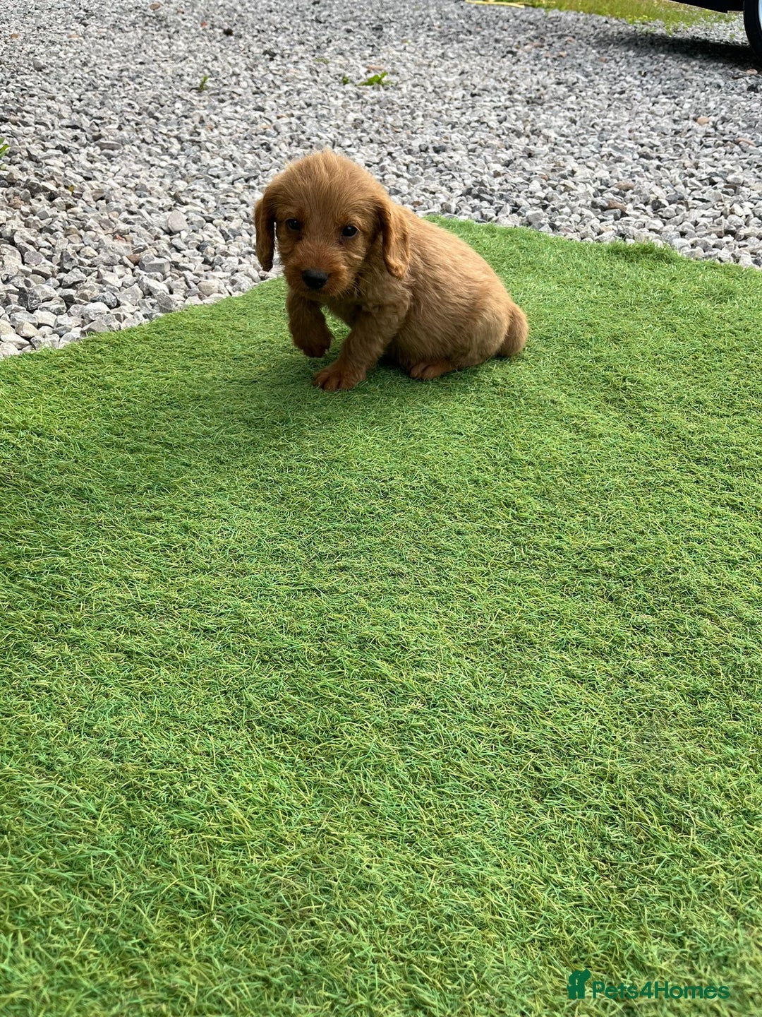 Labradoodle dogs for sale: Labradoodle  - Image 12