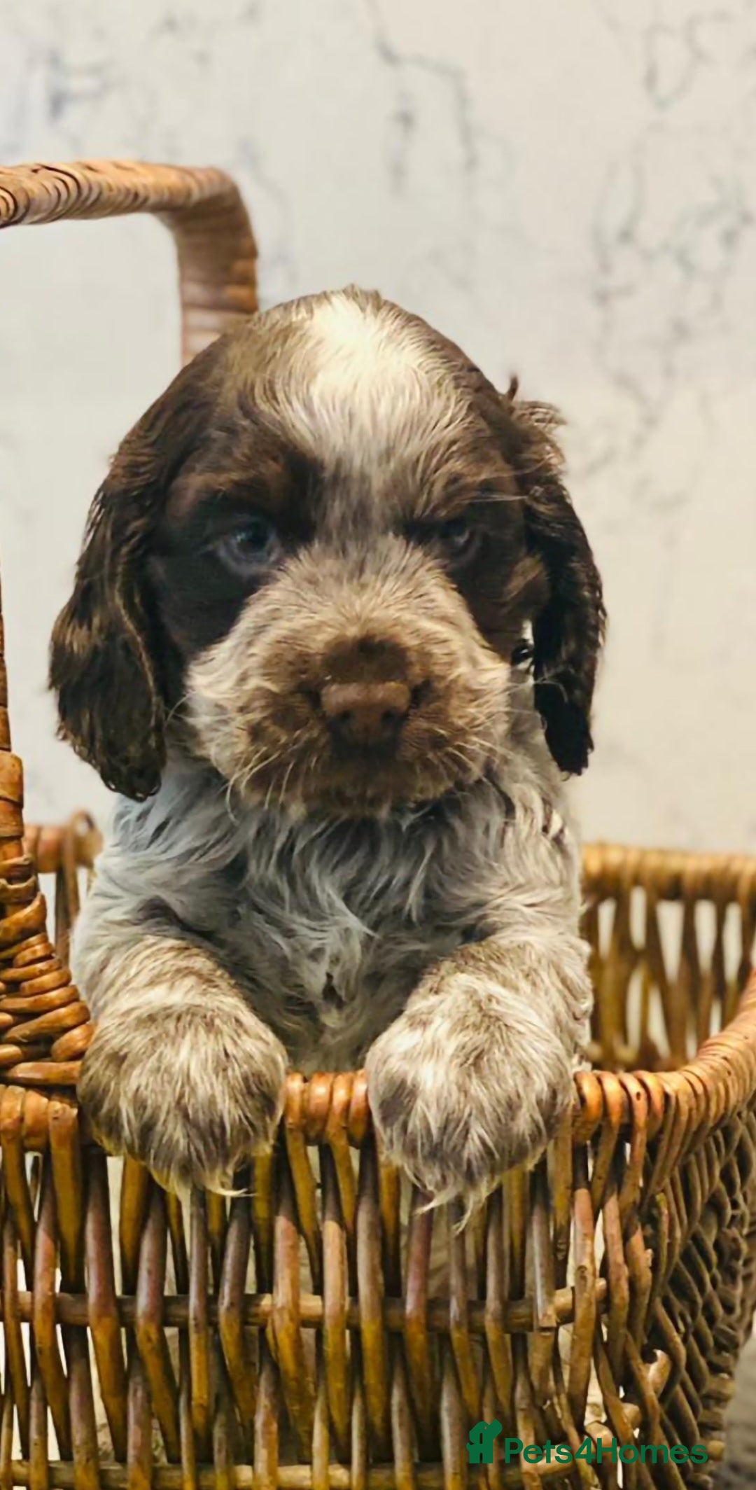 Cocker Spaniel dogs for sale: Kc registered show type puppies - Image 4