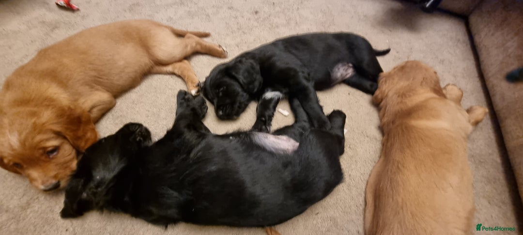 Mixed Breed dogs for sale: Ready for our forever homes - Advert 12