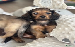 Miniature Dachshund dogs for sale: Miniature longhair dachshunds health test parents  - Image 6