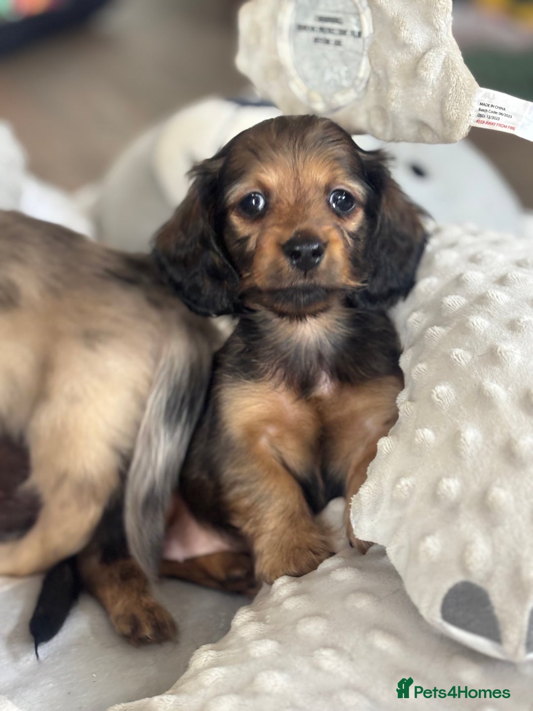 Miniature Dachshund dogs for sale: Miniature longhair dachshunds health test parents  - Image 6